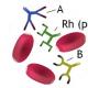 Группа крови: характеристика и совместимость Значение группы крови характер