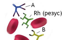 Группа крови: характеристика и совместимость Значение группы крови характер