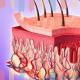 Structure and properties of human skin: Dermis What is responsible for our appetite and feeling of fullness